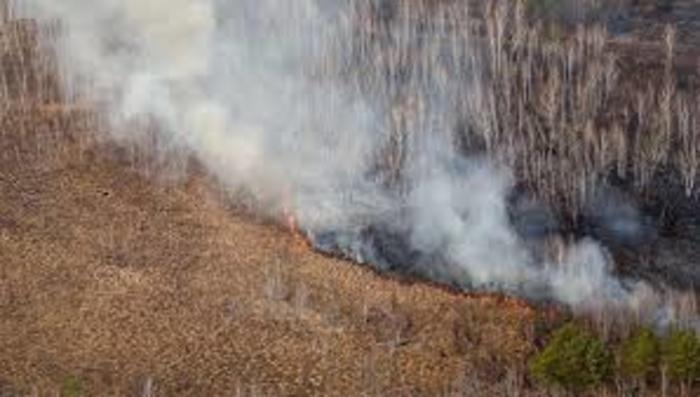 Сибирь пережила пик лесных пожаров - Greenpeace