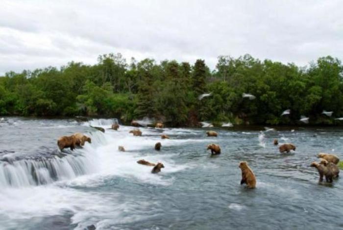 70 голодных медведей вышли на туристическую тропу на Камчатке
