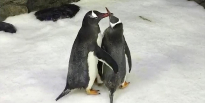 Пингвины-геи готовятся стать родителями в Берлине 