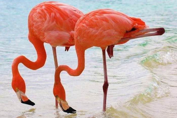 В Московском зоопарке родились семь цветных фламинго
