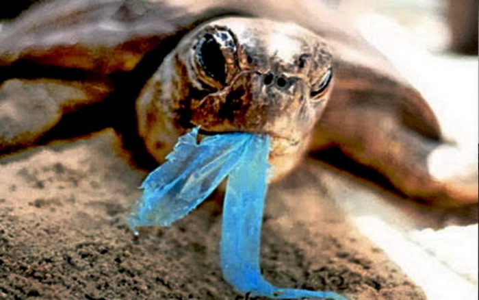  Человек ежегодно потребляет 250 г пластика с водой и пищей