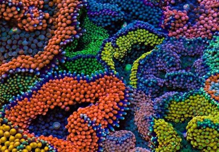 Исчезающий вид кораллов впервые вырастили в лаборатории во Флориде