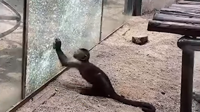 В Китае обезьяна устроила побег из зоопарка с помощью камня