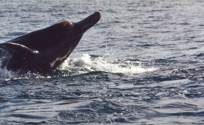 В Охотском море обнаружен новый вид китов