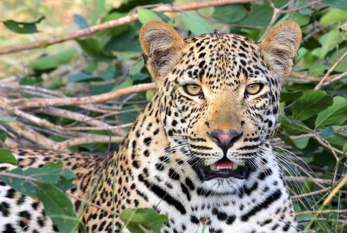 Сезон фотоохоты на леопардов открывается в Северной Осетии