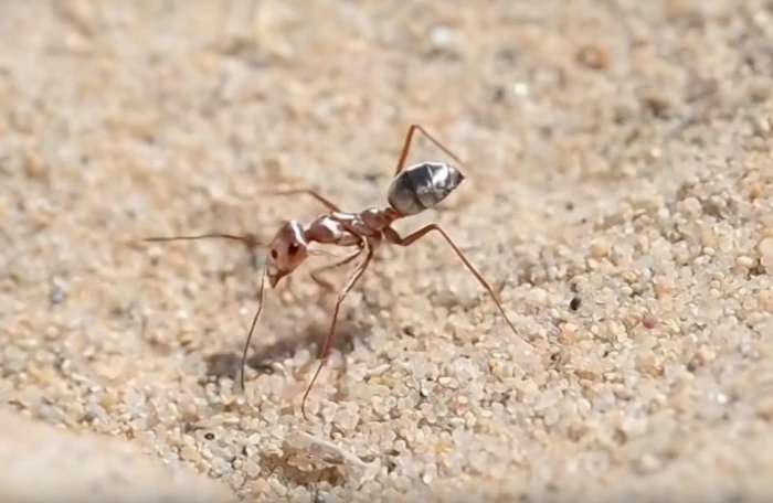 Самый быстрый муравей в мире за 1 секунду проходит 1 метр