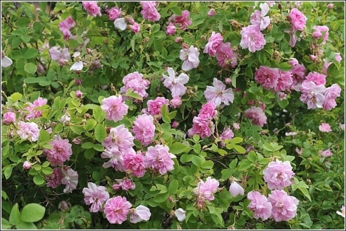 ЮНЕСКО включила дамасскую розу в список нематериального наследия