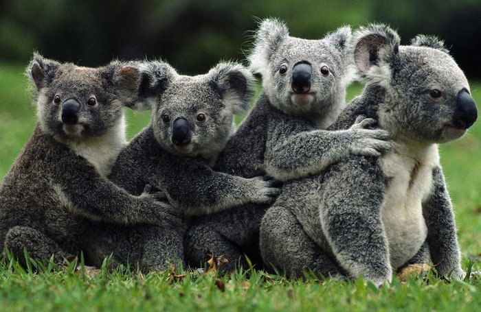 WWF сообщил, что пожары в Австралии унесли жизни 1 млрд животных