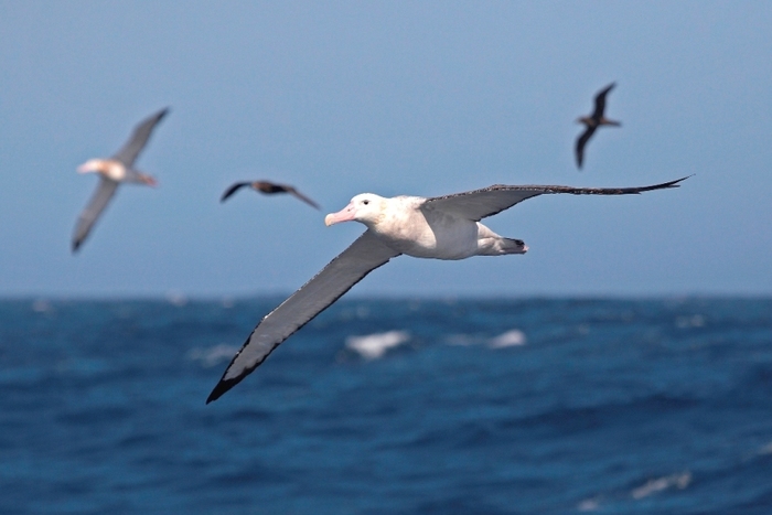 Тепло Тихого океана убило миллион морских птиц