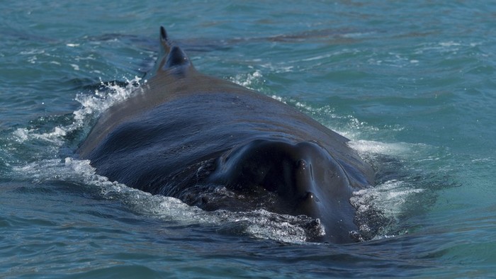 Ученые нашли причину массовой гибели китов у Калифорнии - СМИ