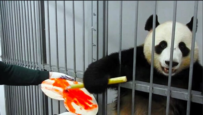 Самец панды подарил подруге валентинку в зоопарке Москвы