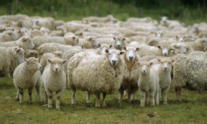 Ученые узнали, когда на Алтае были выведены домашние овцы 