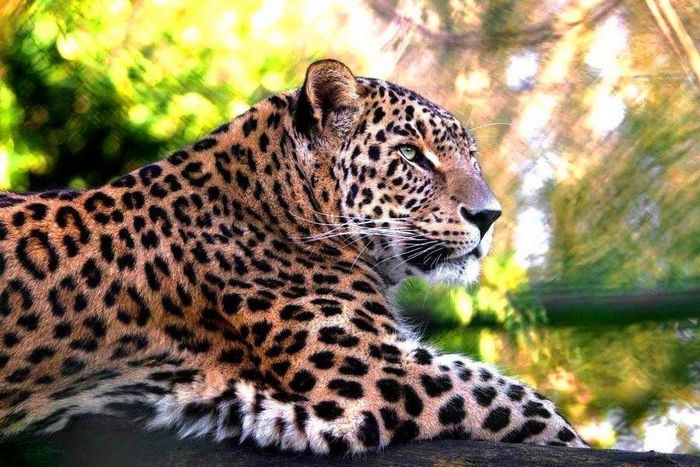  В Приморье замечен загадочный леопард