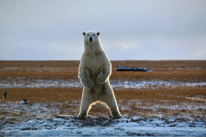 У белых медведей в Якутии будет свой заповедник 