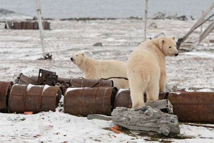 До конца года студия Горького выпустит документальный фильм "Арктика. Очищение"