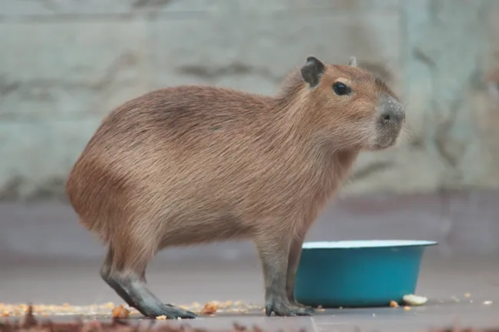 Директор Ленинградского зоопарка спасла капибару из пожара