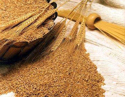 Экспорт казахстанского зерна вырос на четверть