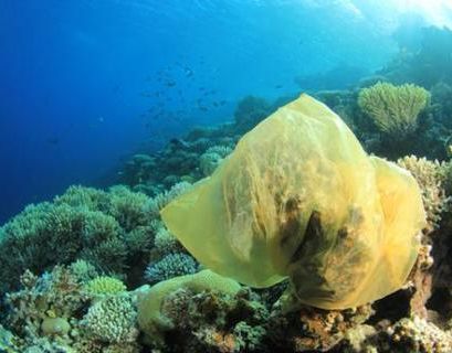 Океан против пластика. Коралловые рифы под угрозой исчезновения