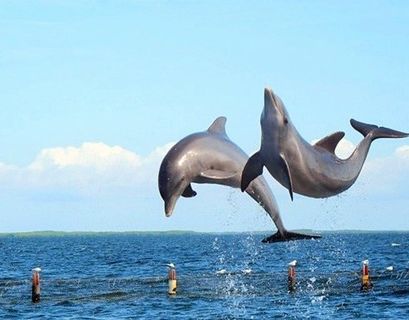 Дельфинов потянуло на сушу в Австралии