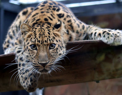 В Приморье насчитали более ста дальневосточных леопардов