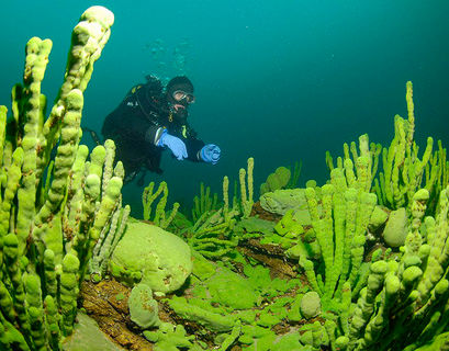 Байкал захватывают опасные водоросли