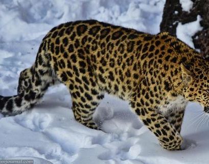 Дальневосточного леопарда уберегли от исчезновения в России