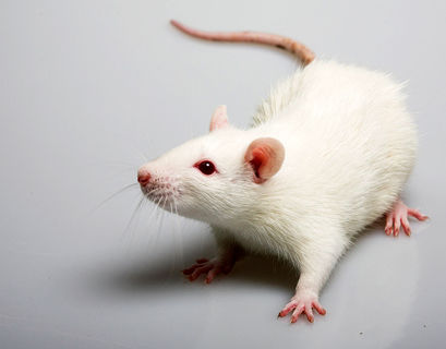 Робота с мускулами крысы создали в Токио (ВИДЕО)