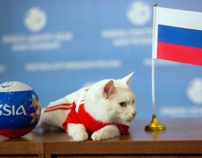 Лучших животных-предсказателей выбрали на ЧМ-2018 в России