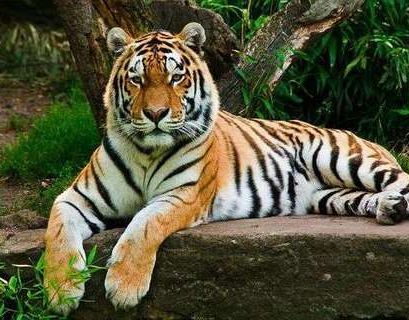 Амурские тигры поселились в Московском зоопарке 