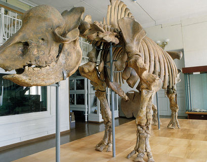 Крымская пещера открыла ученым скелет гигантского носорога 