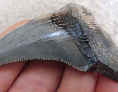 В Австралии нашли зубы гигантской доисторической акулы