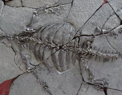В Китае найден окаменелый скелет черепахи возрастом 228 млн лет