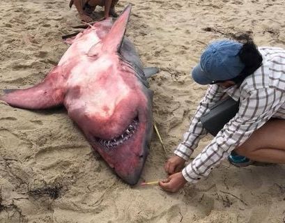 В США на берег выбросило красную акулу - СМИ