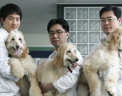 В Южной Корее закрылась самая большая собачья живодерня