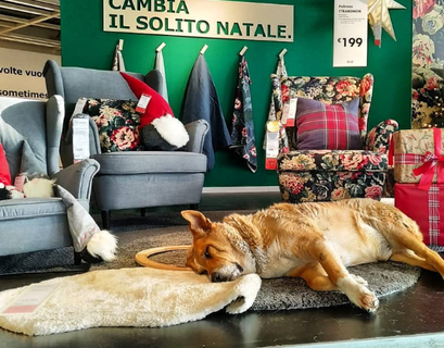 ИКЕА приютила бездомных собак на Сицилии
