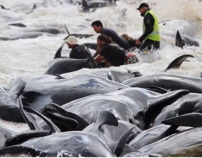  Сотни дельфинов выбросились на берег Новой Зеландии