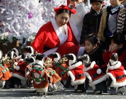 Япония встречает Рождество с пингвинами Санта-Клаусами