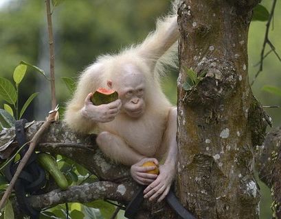 Единственного в мире орангутана-альбиноса вернули в естественную среду обитания