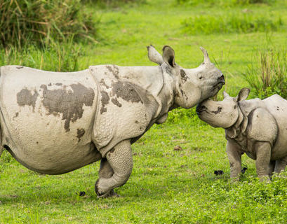 Повторное цунами в Индонезии может уничтожить редкий вид носорогов