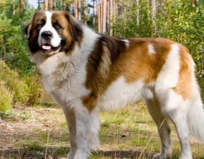 В МВД России назвали опасные породы собак