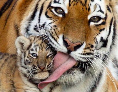 Амурских тигров в Приморье стало больше