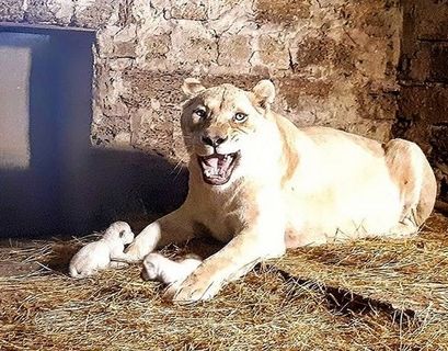 В Крыму родились два белых львенка