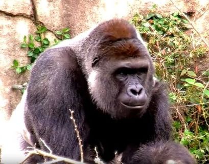 Илон Маск написал рэп в память о горилле