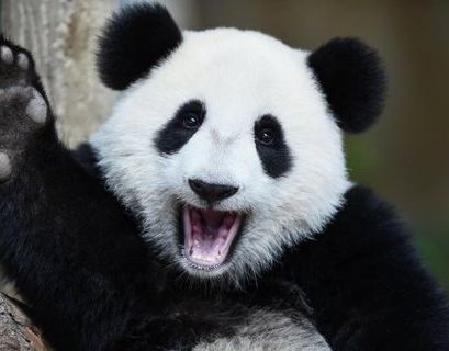 Большие панды прилетят в Московский зоопарк из Китая в конце апреля