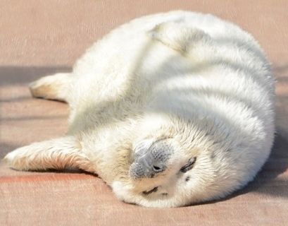 Впервые пятнистый тюлень родился в неволе в Приморье