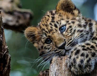 Дальневосточных леопардов за год стало больше
