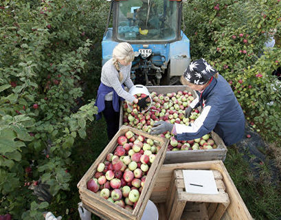 Белоруссия дала "добро" Россельхознадзору на проверку производителей фруктов