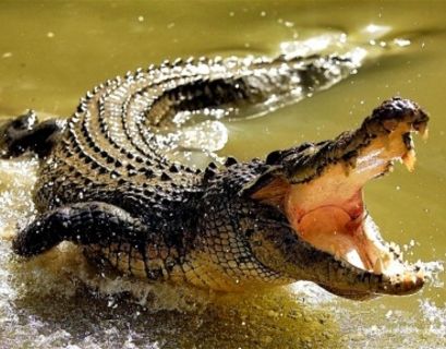 Труп крокодила обнаружили в лесу под Оренбургом