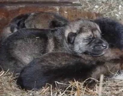 В Казахстане спасенным волчатам дали имена лютоволков из "Игры престолов"