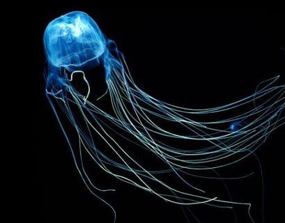 Ученые из Сиднея отыскали противоядие от самой ядовитой медузы в мире